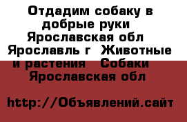 Отдадим собаку в добрые руки - Ярославская обл., Ярославль г. Животные и растения » Собаки   . Ярославская обл.